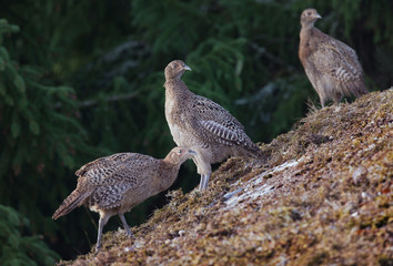.The common pheasant (Phasianus colchicus).