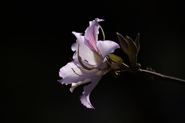 Fototapeta na wymiar Backlight photography of bauhinia flower. 