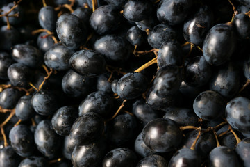 a bunch of black grapes with large berries closeup