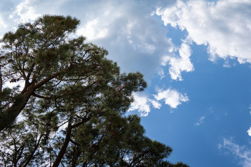 Obraz premium Pine tree background. Pinus echinata