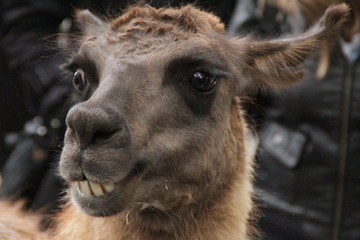 Portrait of llama