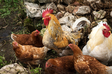 cocks and hens closeup in the village