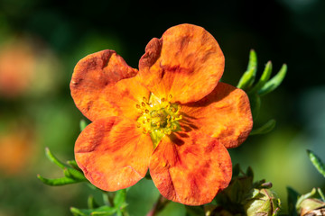Potentilla 'Red Ace' a summer flowered plant known as cinquefoil