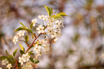 cherry blossom branch with white flowers closeup