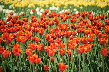 a field of red yellow and white tulips