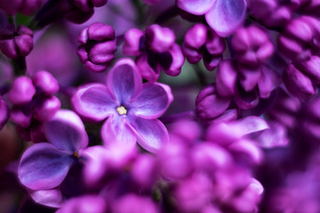 Fototapeta na wymiar lilac with five petals closeup