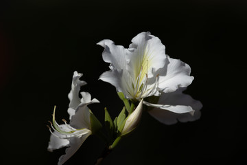 Fototapeta na wymiar White flowers against dark background. Bauhinia alba of white orchid tree. 
