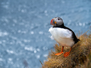 Atlantic puffin on the cliff