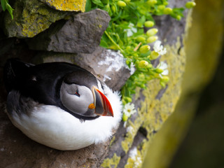 Atlantic puffin on the rock.