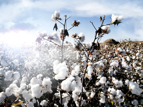 White ripe cotton in the bright sunshine
