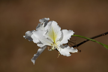 The Flower of Bauhinia variegata Alba, or Candida, against Blurred Background.