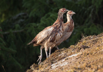 .The common pheasant (Phasianus colchicus).