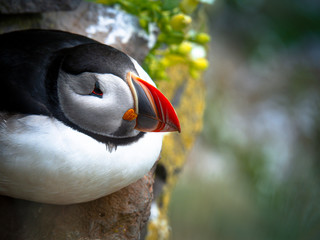 Atlantic puffin on the rock