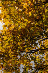 Autumn trees with bright yellow leaves against the sky