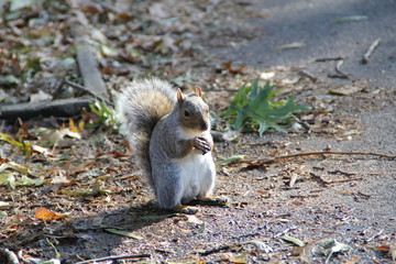 Squirrel in the park