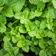 fresh mint leaves in the garden