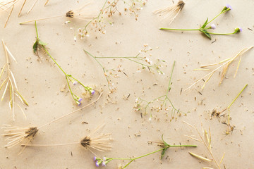 grass flower on brown paper background with vintage filter