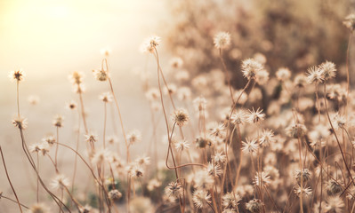 grass flowers in the field