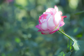 ピンクの縁取りのバラ