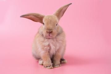 rabbit on pink background
