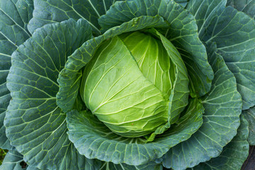 green cabbage head in the garden 