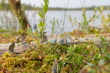 The summer gathering of butterflies
