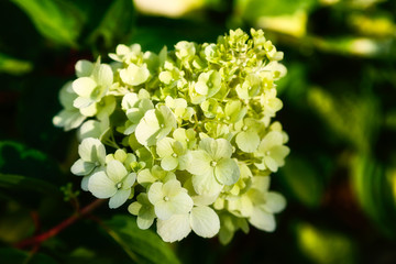 Branch with flowers on a Sunny day