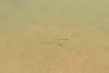 A small fish is swimming on the top of the water alone