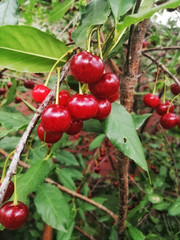 ripe cherry berries hang on a branch on a Sunny day