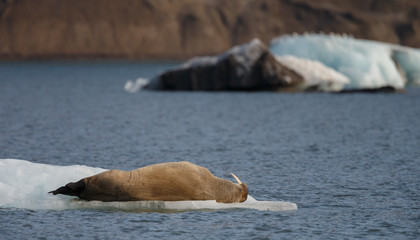 Fototapeta premium Walrus or Walruses on ice or on land at Spitsbergen
