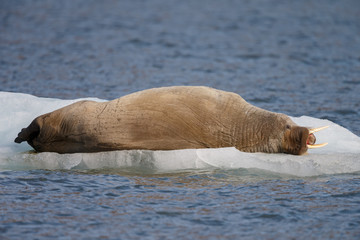 Walrus or Walruses on ice or on land at Spitsbergen