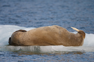 Walrus or Walruses on ice or on land at Spitsbergen
