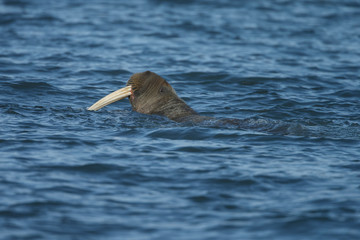 Fototapeta premium Walrus or Walruses on ice or on land at Spitsbergen