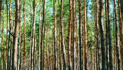 Green pine forest with tree silhouettes. Panoramic shot