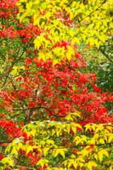 Colorful maple leaves in early autumn.