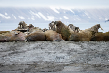 Walrus and walruses on ice or land at Spitsbergen