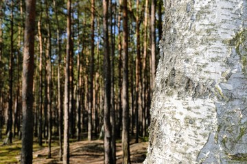Obraz premium Birch-tree closeup and green pine forest with tree silhouettes in the background. Ecology, environment, save forest concept