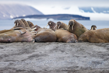 Fototapeta premium Walrus and walruses on ice or land at Spitsbergen