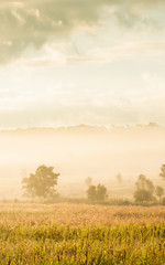 Picturesque landscape of grassland in the morning mist.