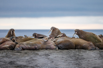 Fototapeta premium Walrus and walruses on ice or land at Spitsbergen