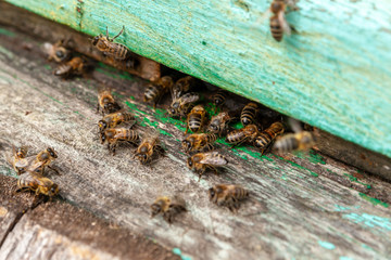 Honey bees. Bee apiary, the work of the bee family in the summer.  Bees gathered at the entrance to the hive. Selective focus.