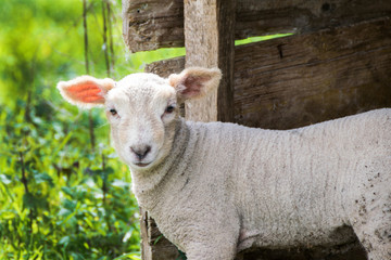 Una oveja blanca en una caseta de madera mirando fijamente a la cámara 