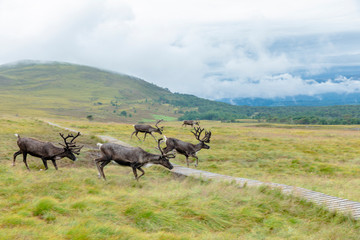 The Cairngorm Reindeer Herd is free-ranging herd of reindeer in the Cairngorm mountains in Scotland.