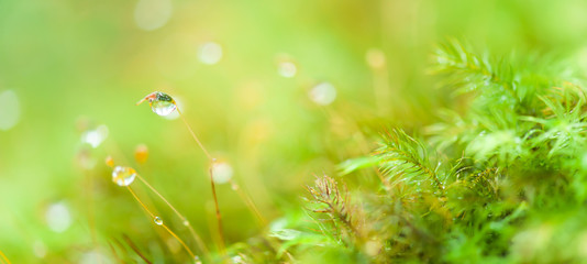 Pure raindrops on green moss.