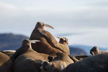 Walrus and walruses on ice or land at Spitsbergen