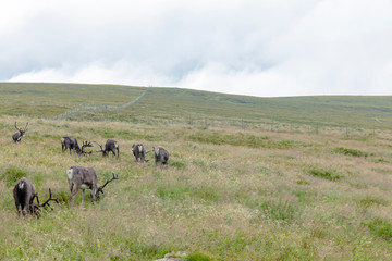 The Cairngorm Reindeer Herd is free-ranging herd of reindeer in the Cairngorm mountains in Scotland.