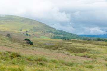 The Cairngorm Reindeer Herd area in the Cairngorm mountains in Scotland.