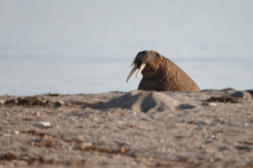 Walrus and walruses on ice or land at Spitsbergen