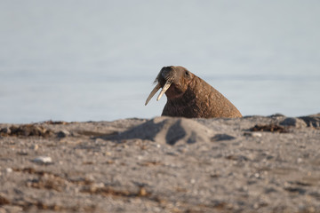 Walrus and walruses on ice or land at Spitsbergen