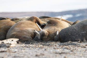 Walrus and walruses on ice or land at Spitsbergen